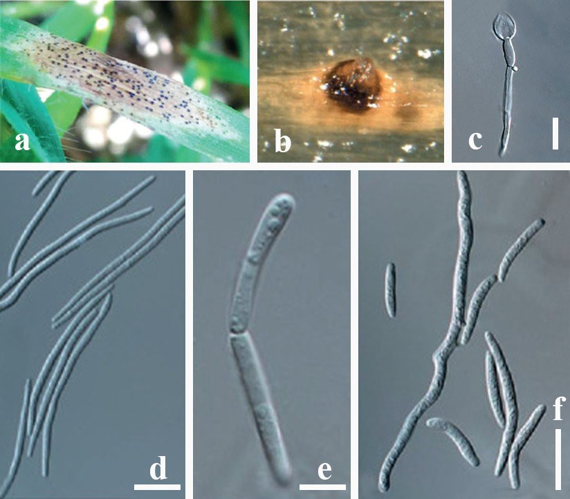Figure 52